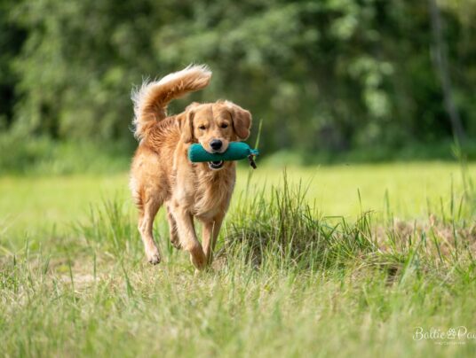 CZWORONOGI–CZWORONOGOM, zdjęcie: SIRVIS nad Jeziorem Serwy - zdjęcie z zawodów - zobacz jak trenujemy aporty w otoczeniu Puszczy Augustowskiej