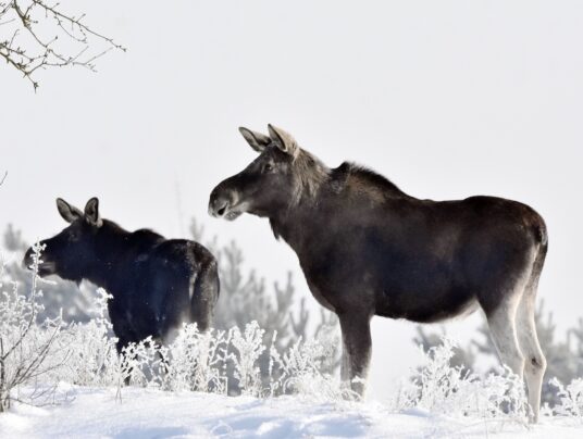 SIRVIS na niepogodę, zdjęcie: DZICZENIE.PL - SIRVIS - Suwalszczyzna