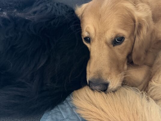 SIRVIS - czworonożni gospodarze, zdjęcie: Dom z widokiem i merdającym ogonem