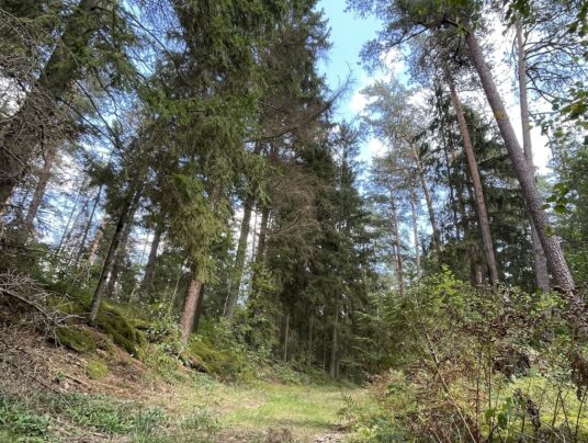 SIRVIS okolice, zdjęcie: lasy - SIRVIS - Suwalszczyzna